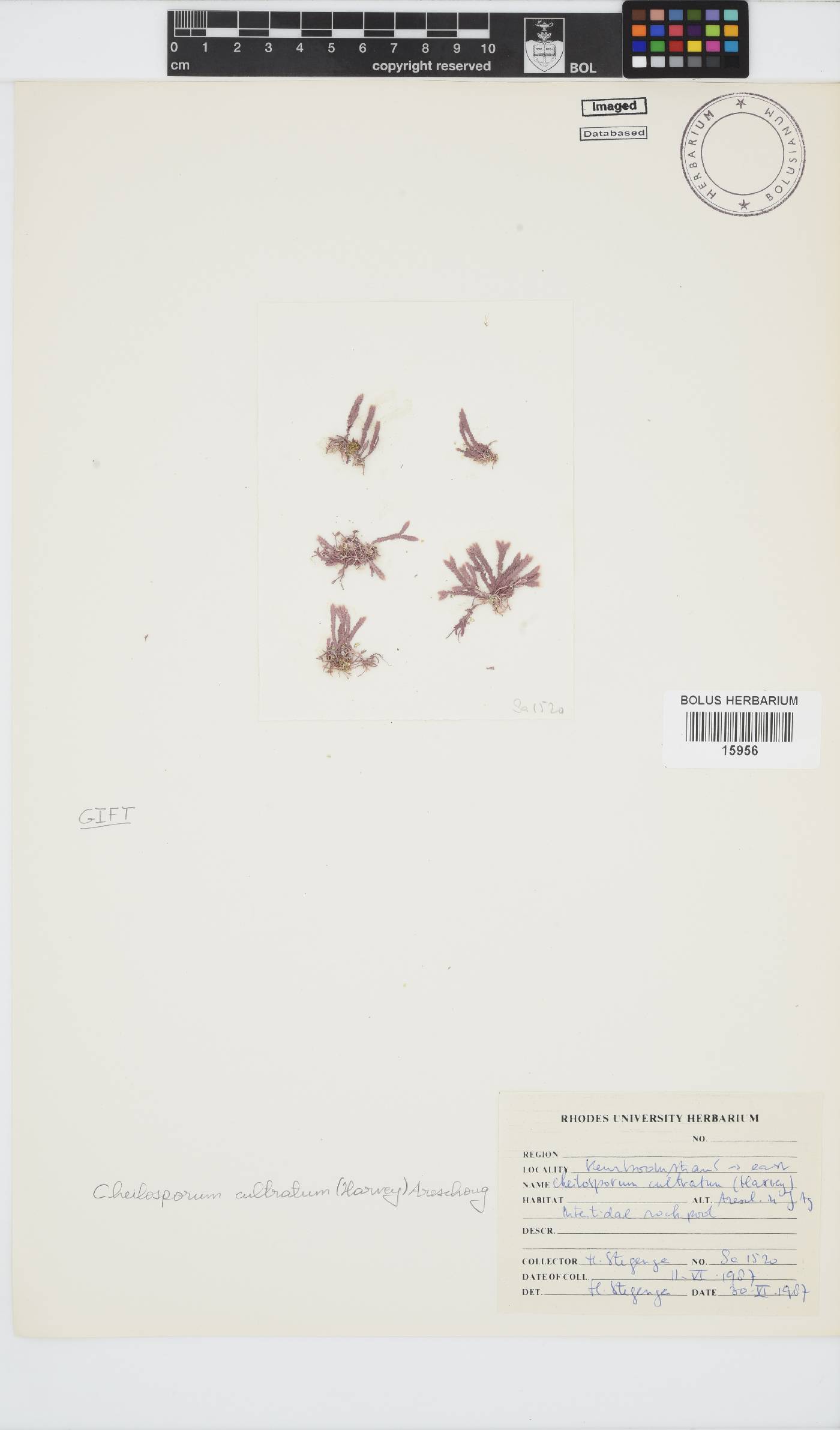 Jania cultrata image