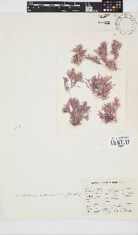 Jania cultrata image