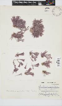 Jania cultrata image