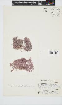 Jania cultrata image