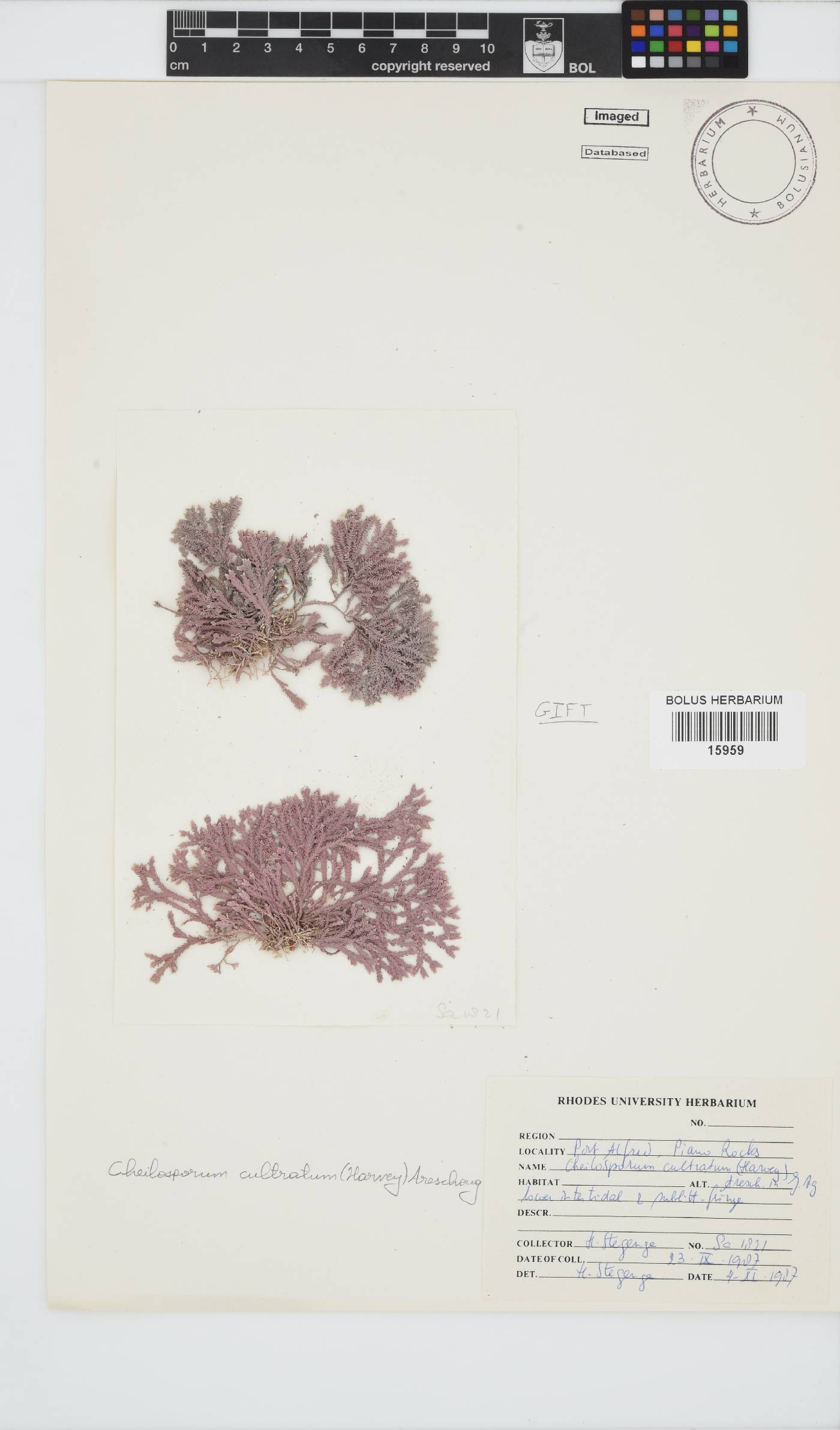 Jania cultrata image