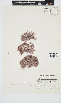 Jania cultrata image