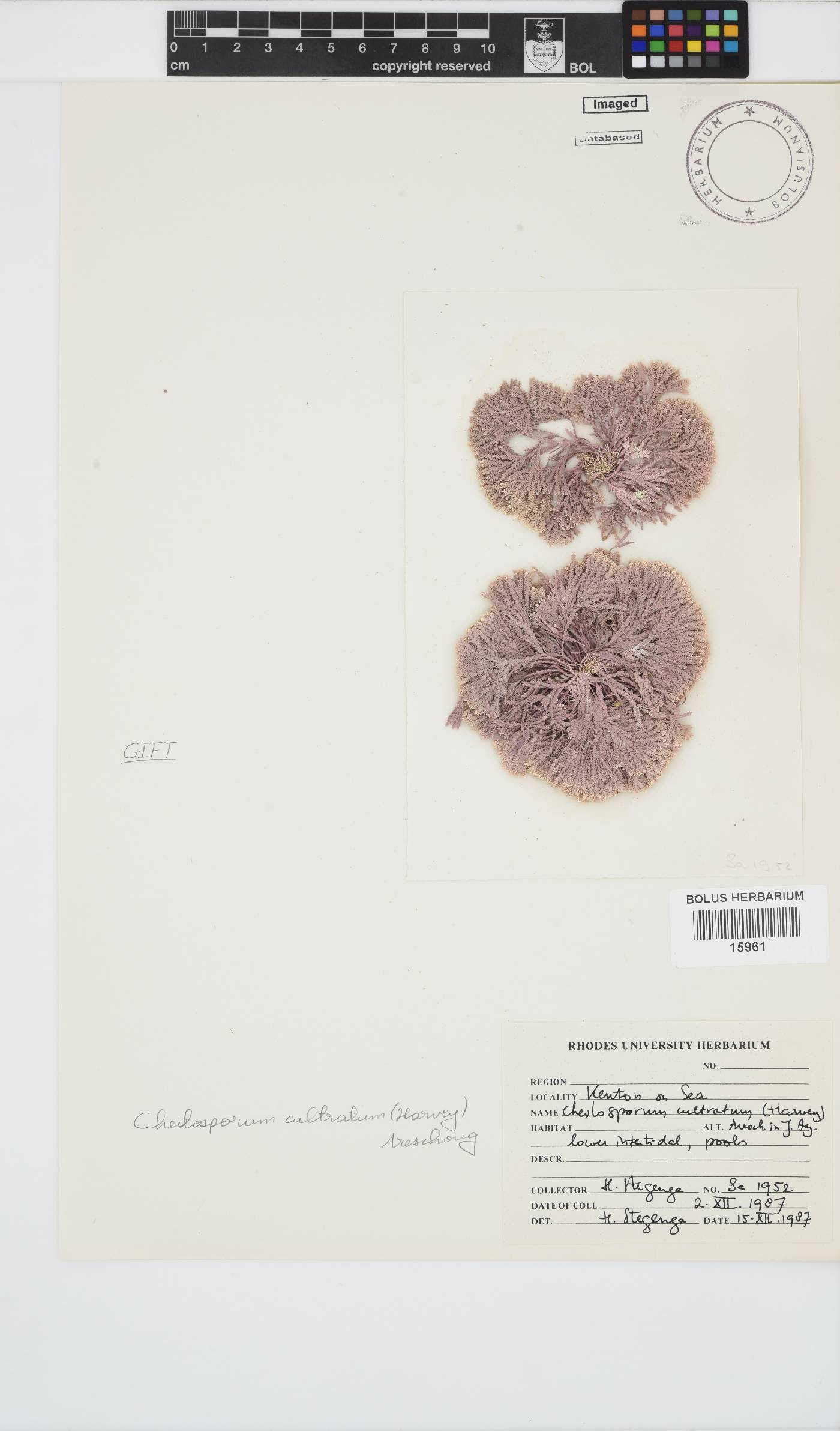 Jania cultrata image