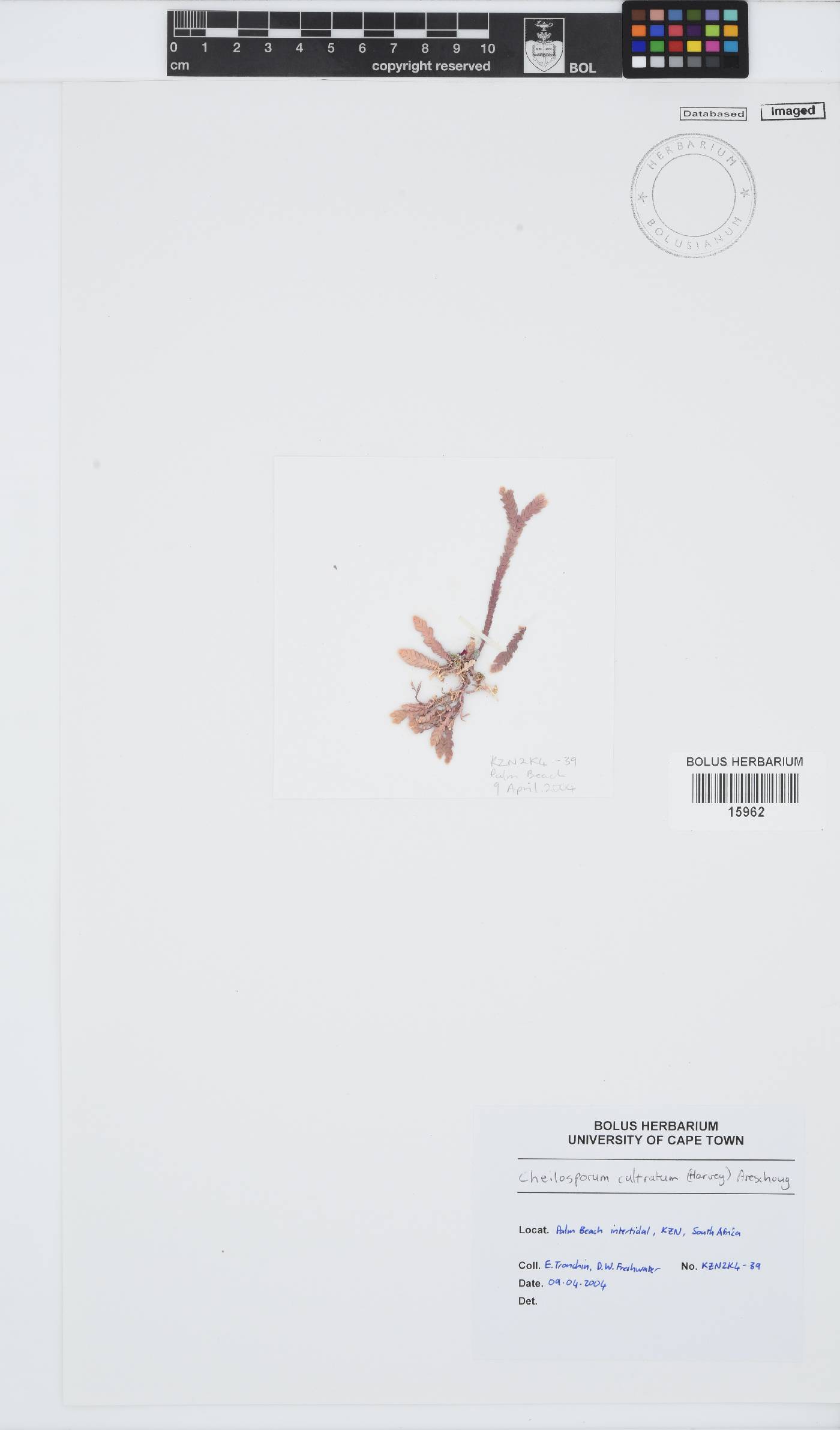Jania cultrata image