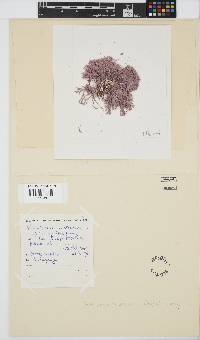 Jania cultrata image