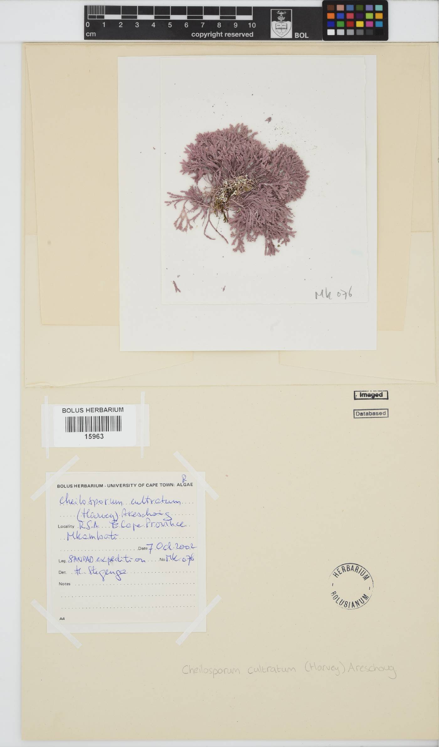 Jania cultrata image