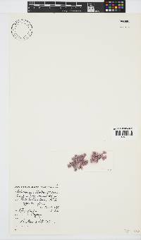 Jania cultrata image