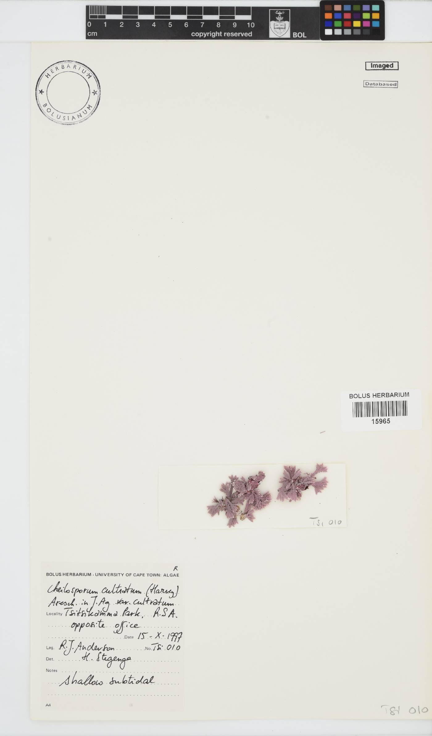 Jania cultrata image
