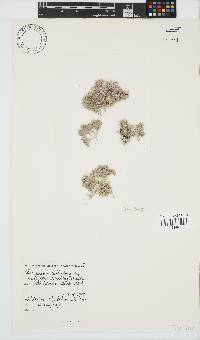 Jania cultrata image