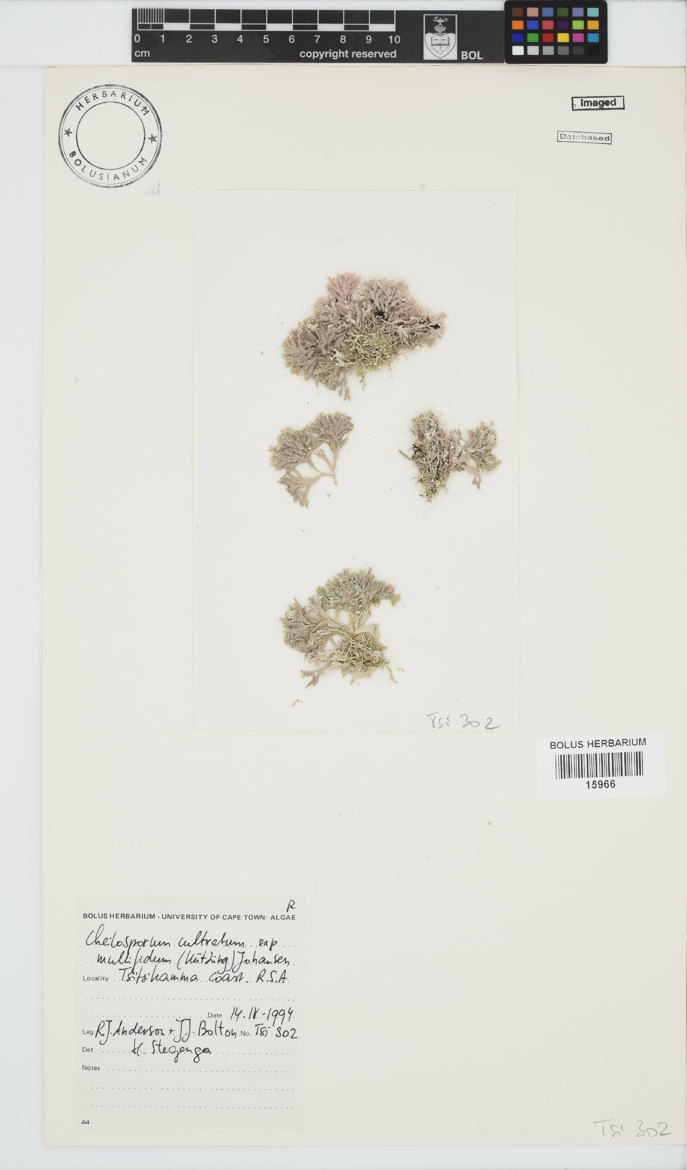 Corallinaceae image