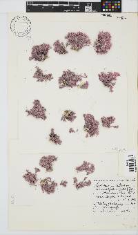 Jania cultrata image