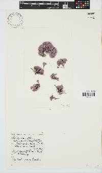 Jania cultrata image