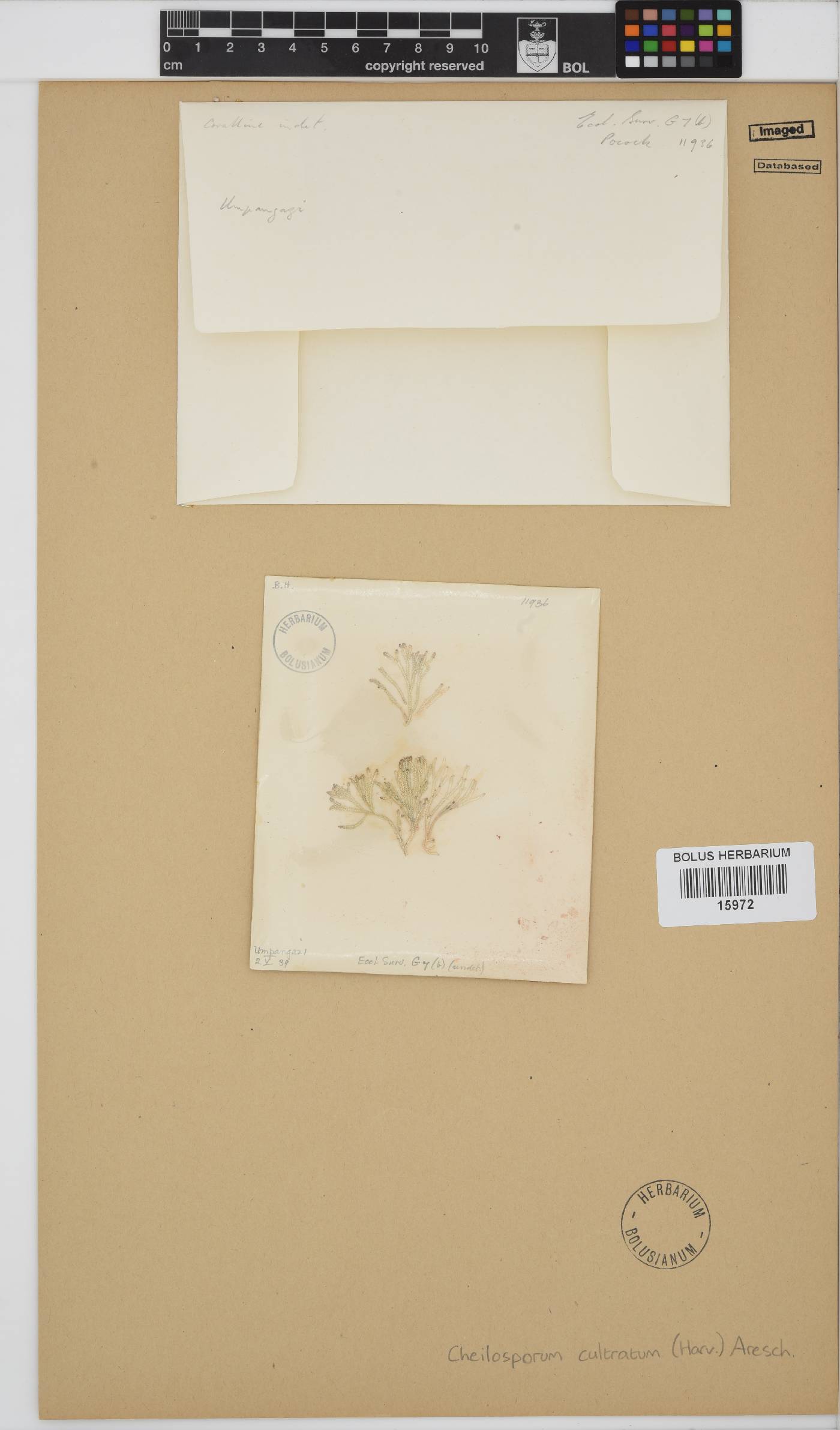 Jania cultrata image