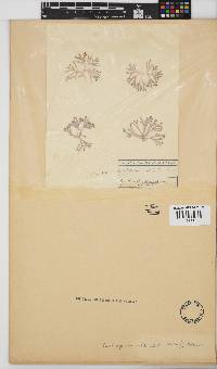 Jania cultrata image