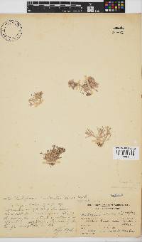 Jania cultrata image