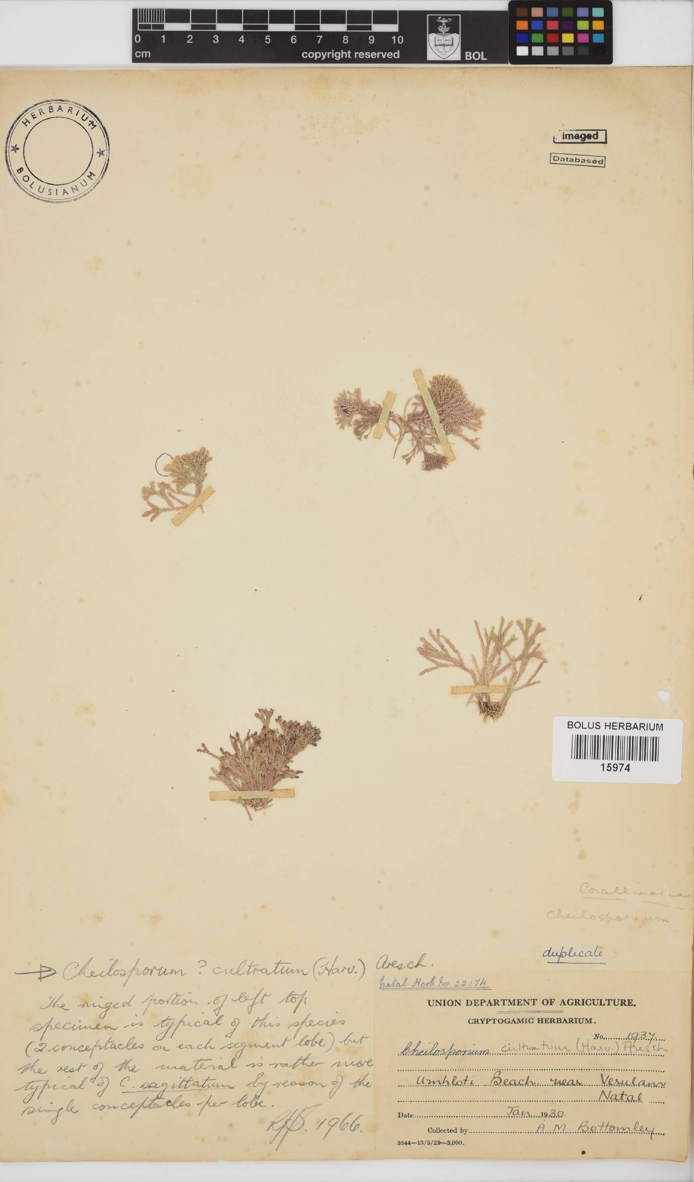 Jania cultrata image