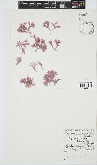 Jania cultrata image