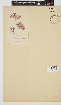 Jania cultrata image