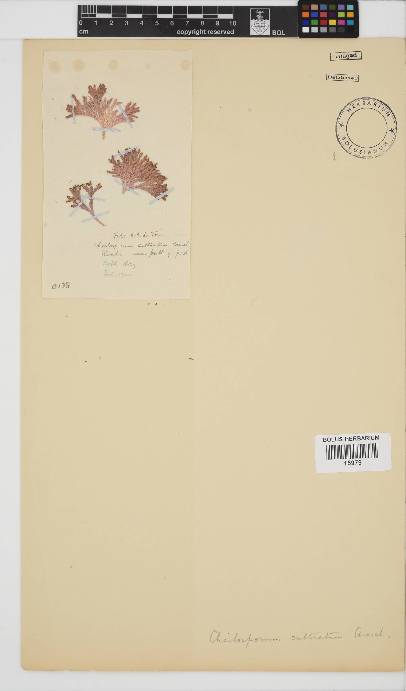 Jania cultrata image