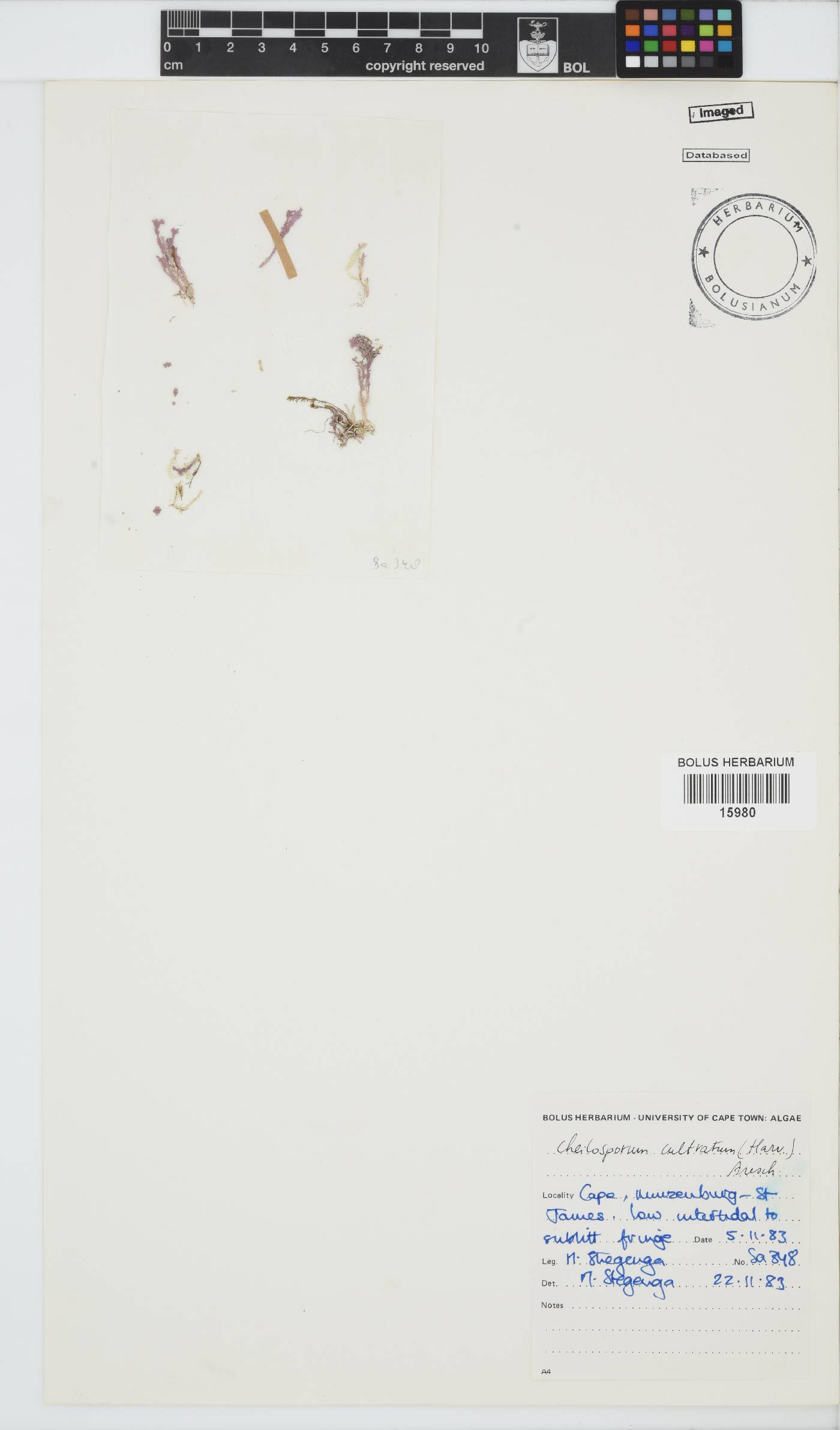 Jania cultrata image
