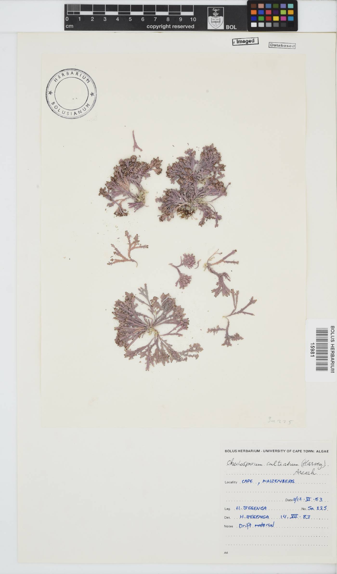 Jania cultrata image