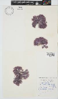 Jania cultrata image