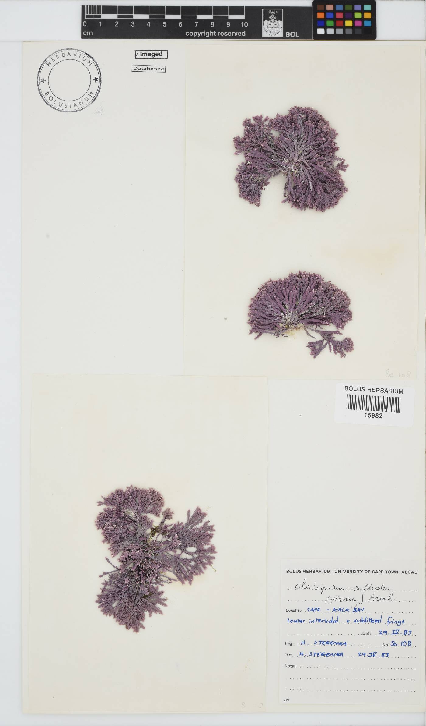 Corallinaceae image