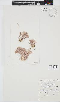 Image of Jania prolifera
