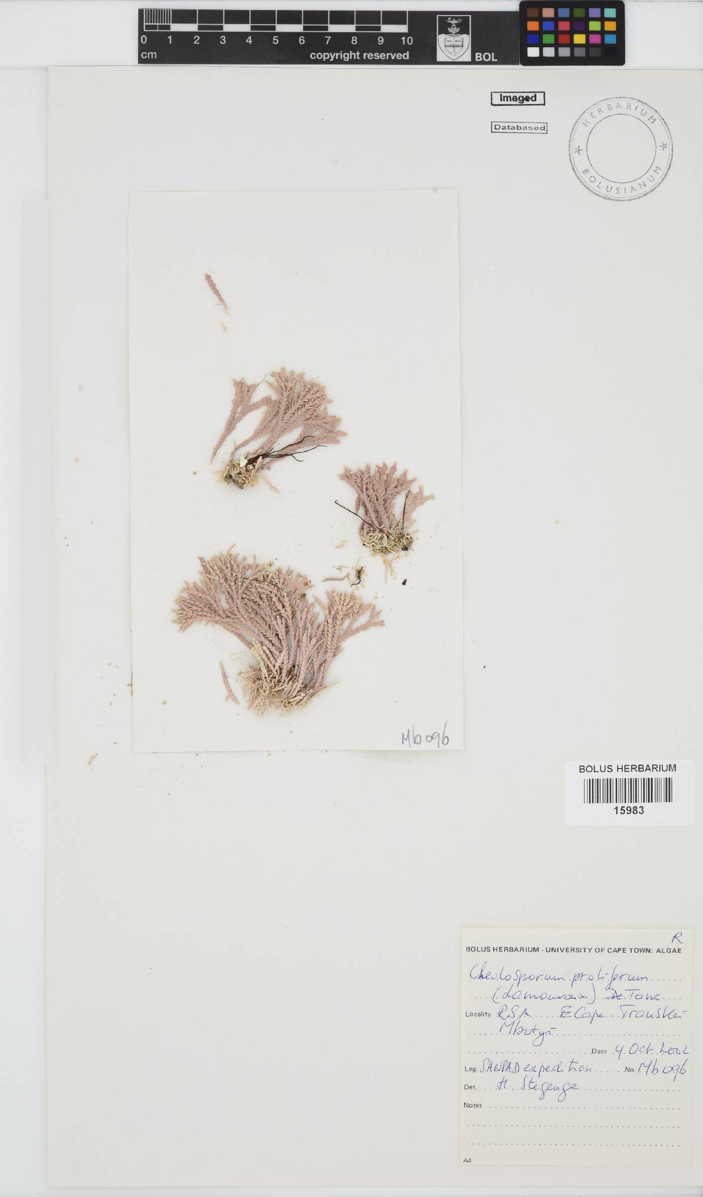 Jania prolifera image