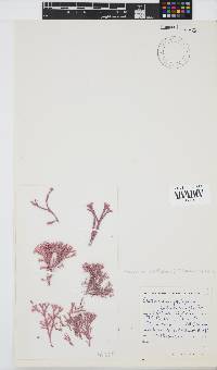 Jania prolifera image