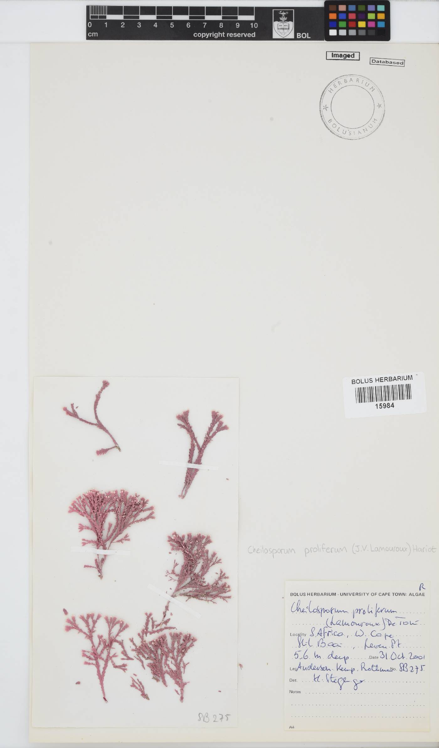 Jania prolifera image