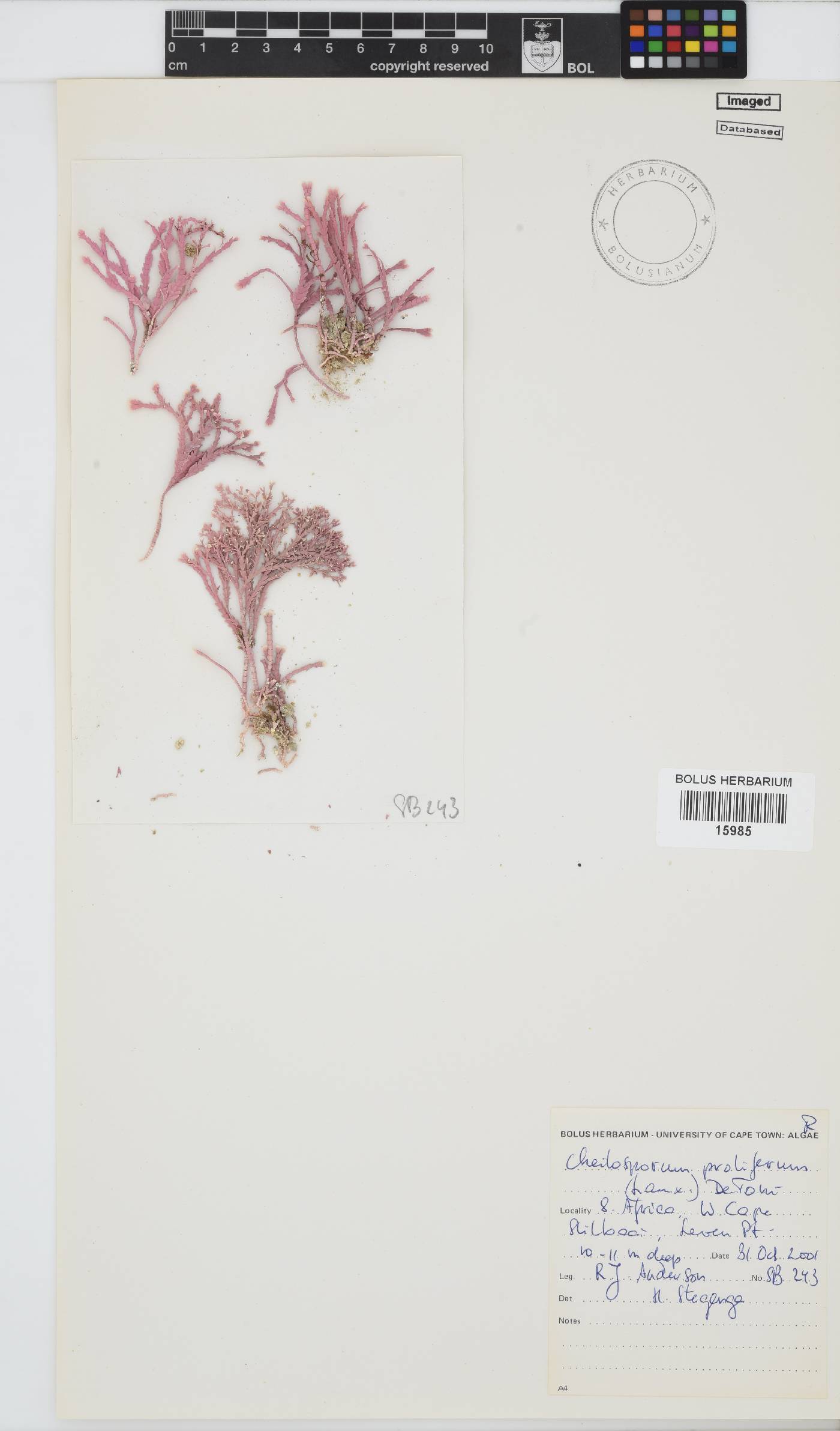 Jania prolifera image