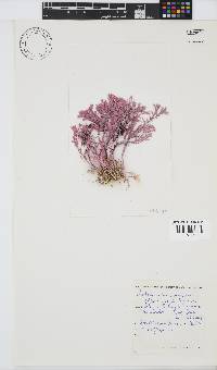 Jania prolifera image
