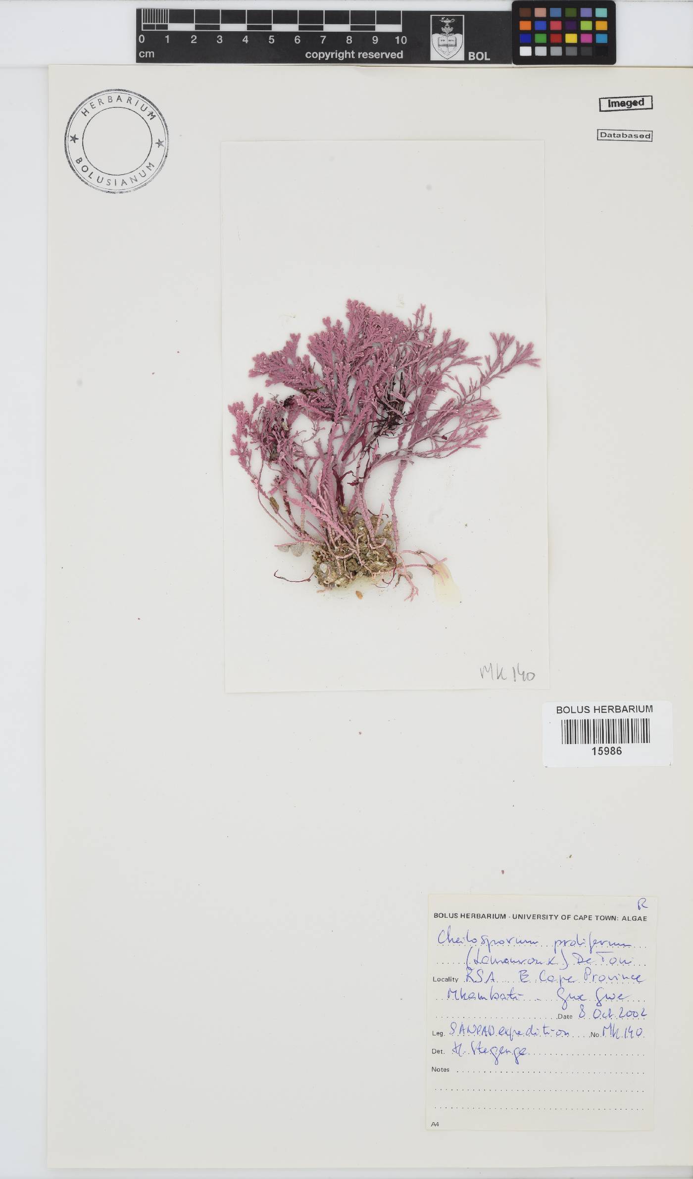 Jania prolifera image