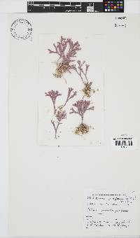 Jania prolifera image