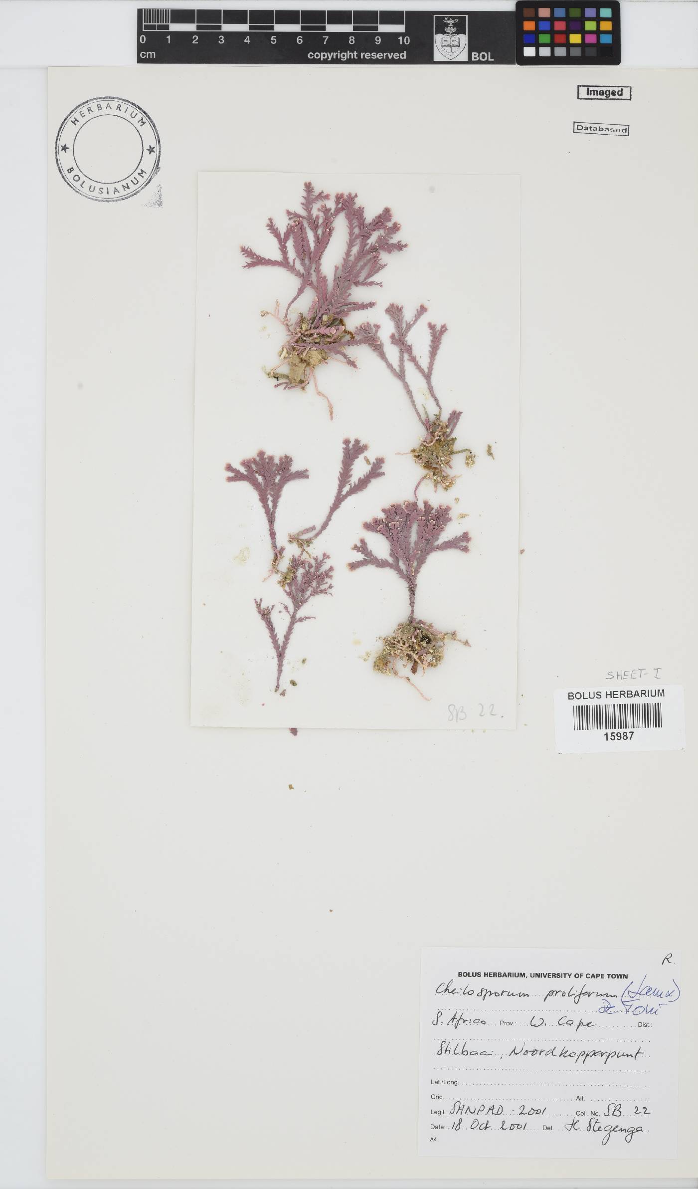Jania prolifera image