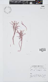 Jania prolifera image