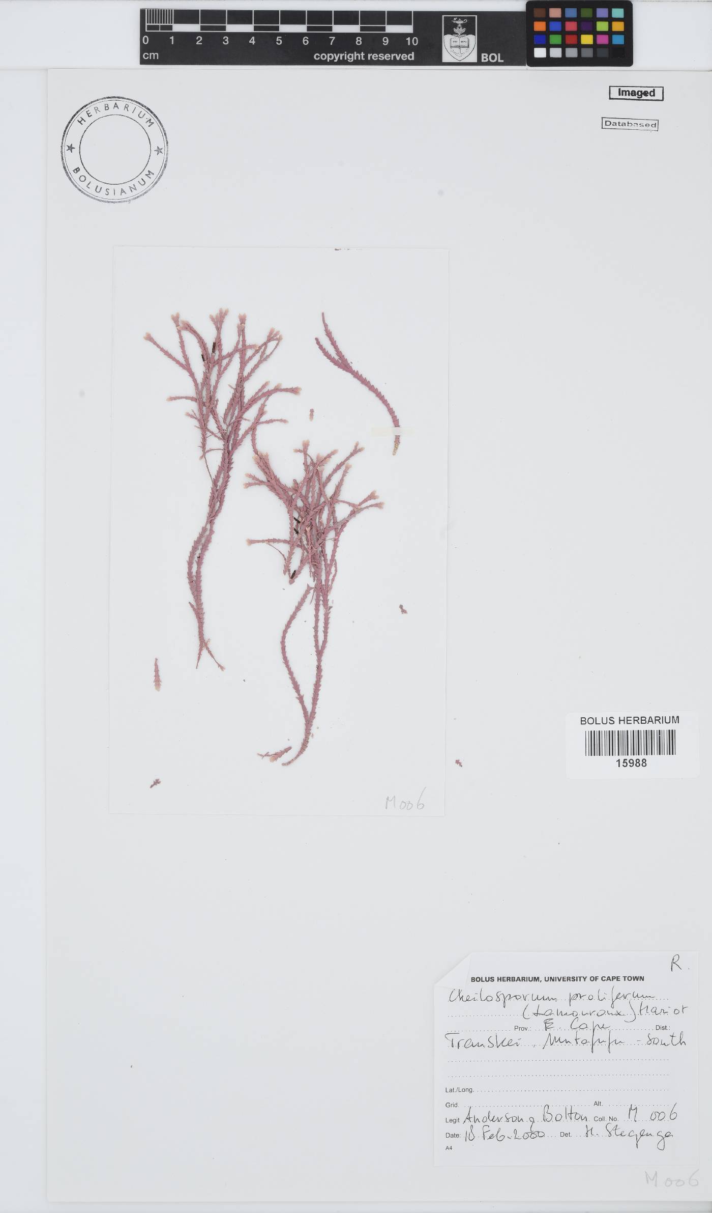 Jania prolifera image