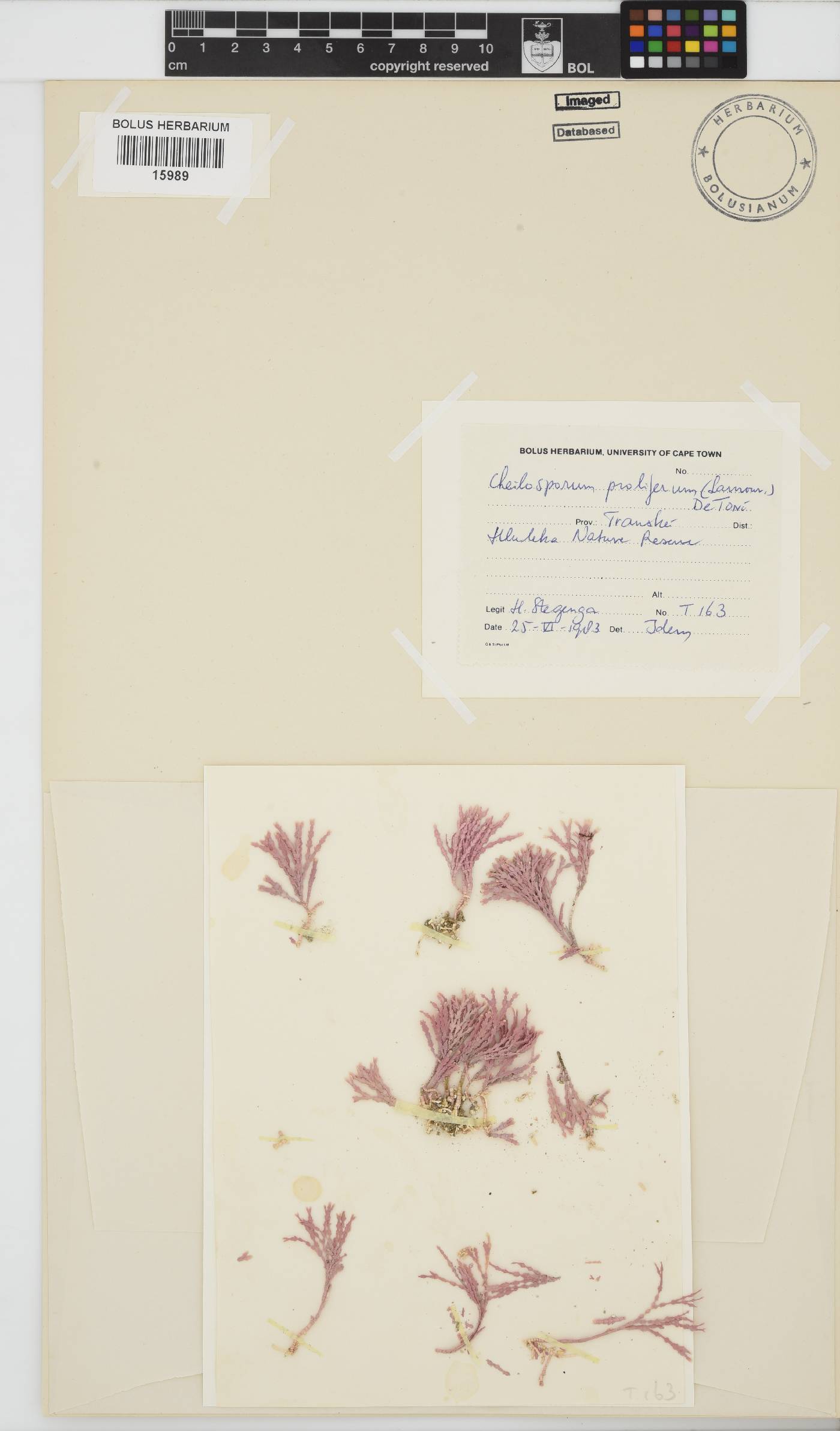 Jania prolifera image