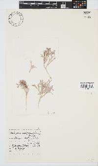 Jania prolifera image
