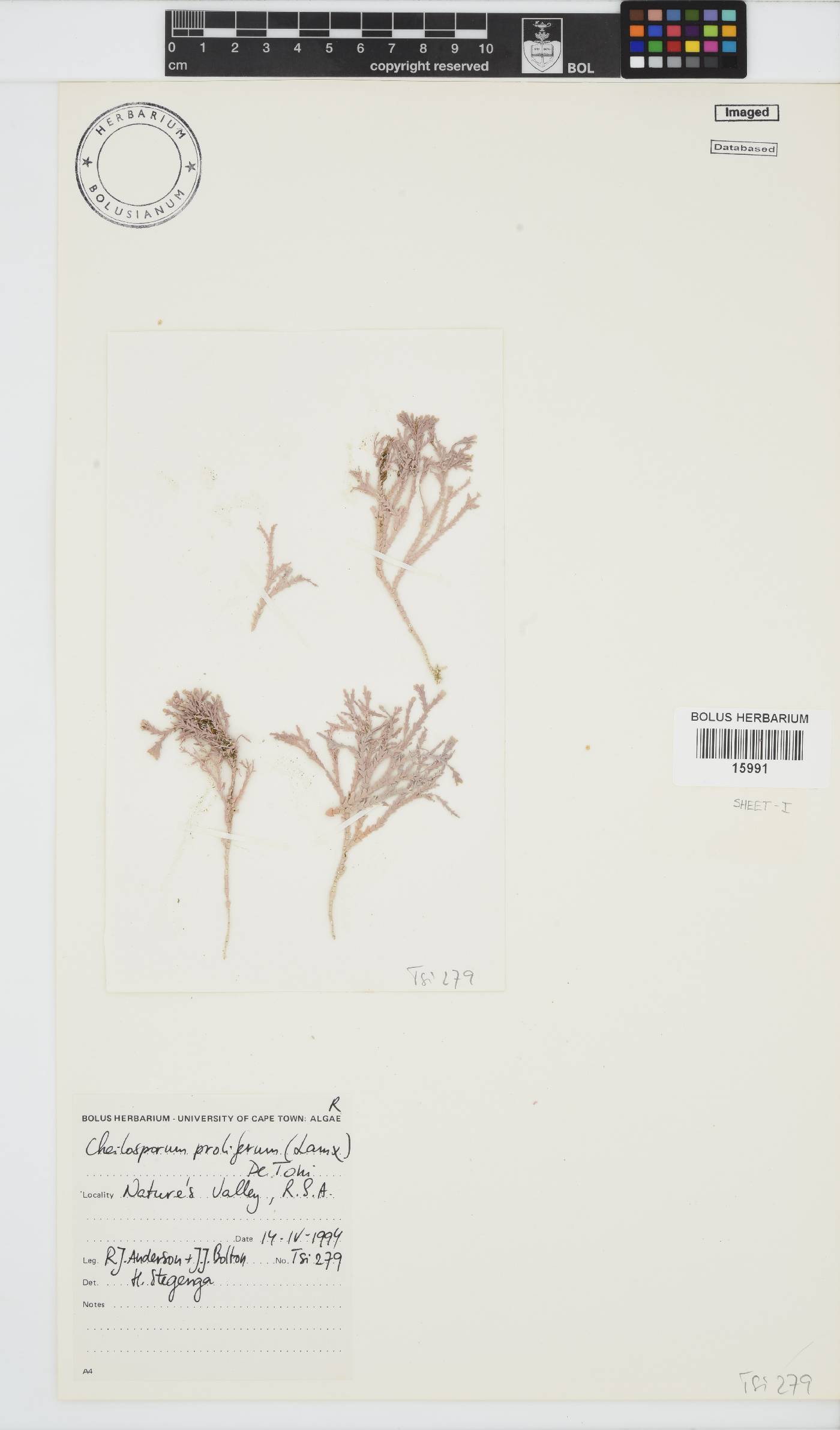 Jania image
