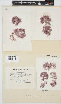 Jania sagittata image