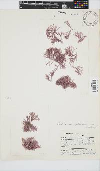 Jania sagittata image