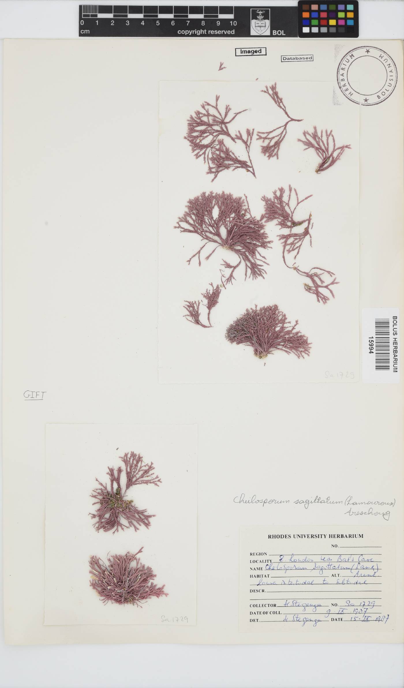 Jania sagittata image