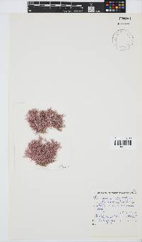 Jania sagittata image