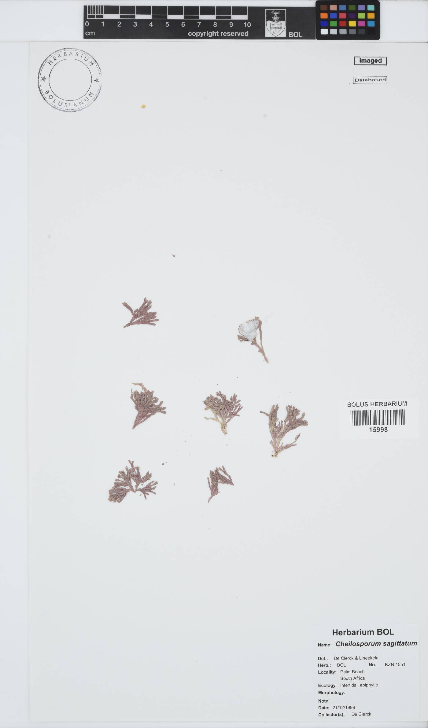 Jania sagittata image