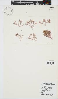 Jania sagittata image