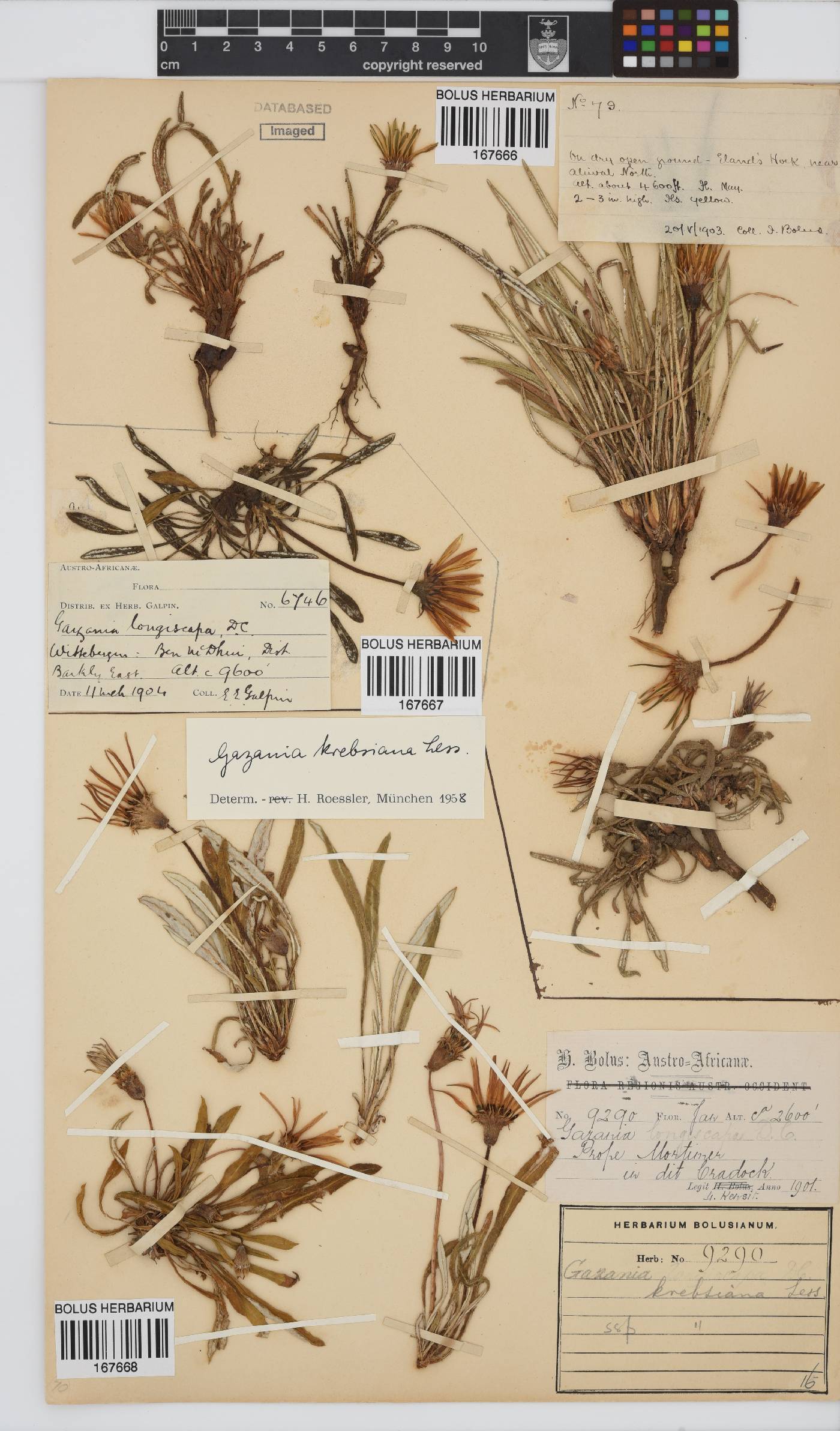 Crassulaceae image