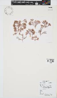 Jania sagittata image