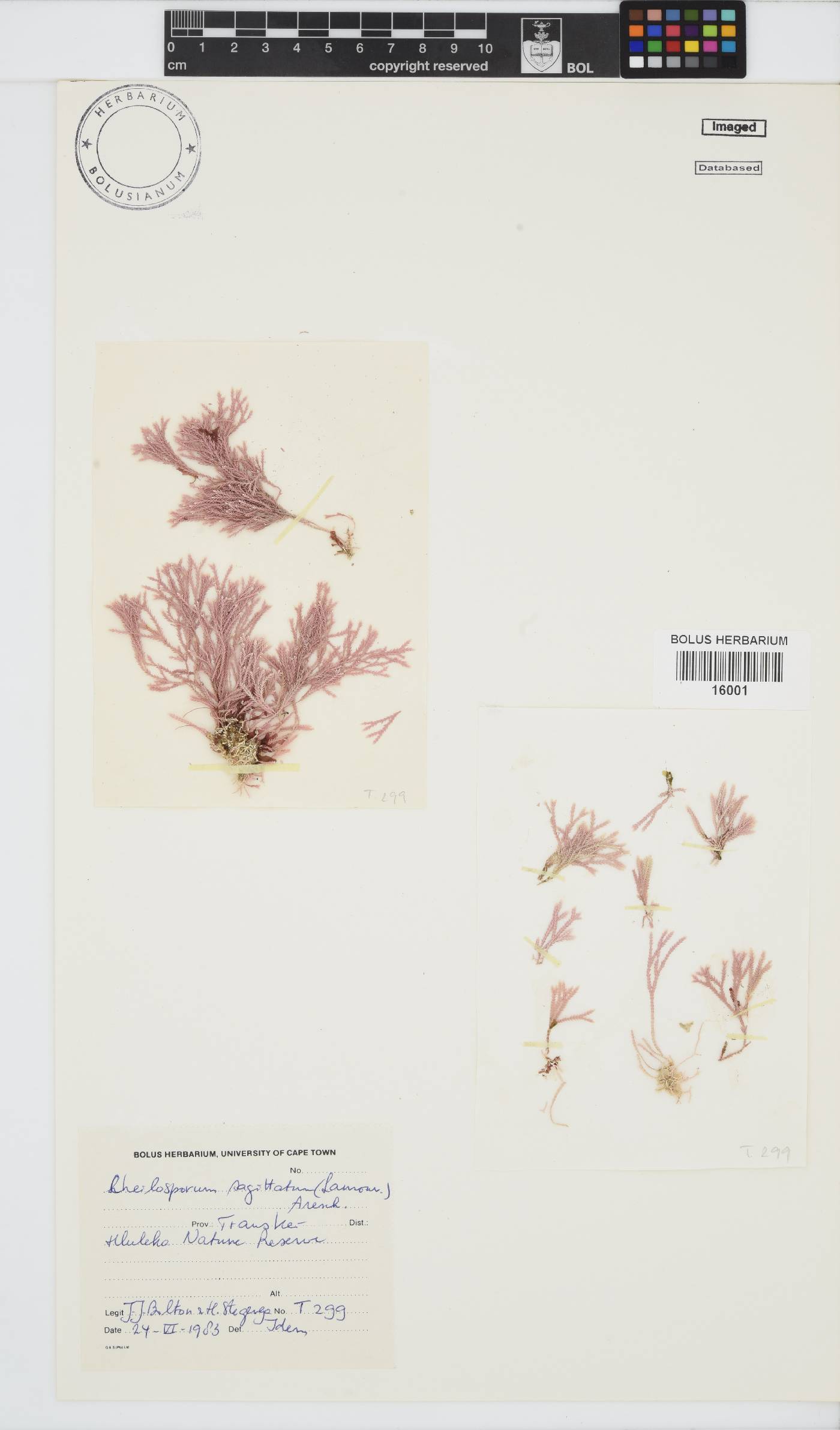 Jania sagittata image